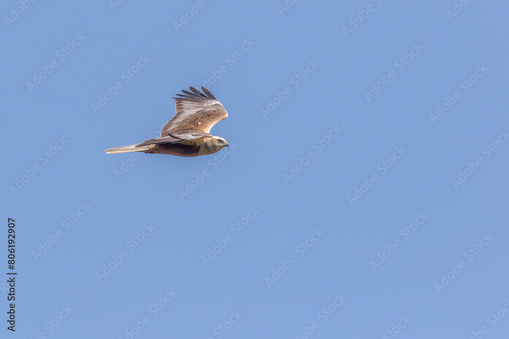 Eine Rohrweihe (Circus aeriginosus) im Flug