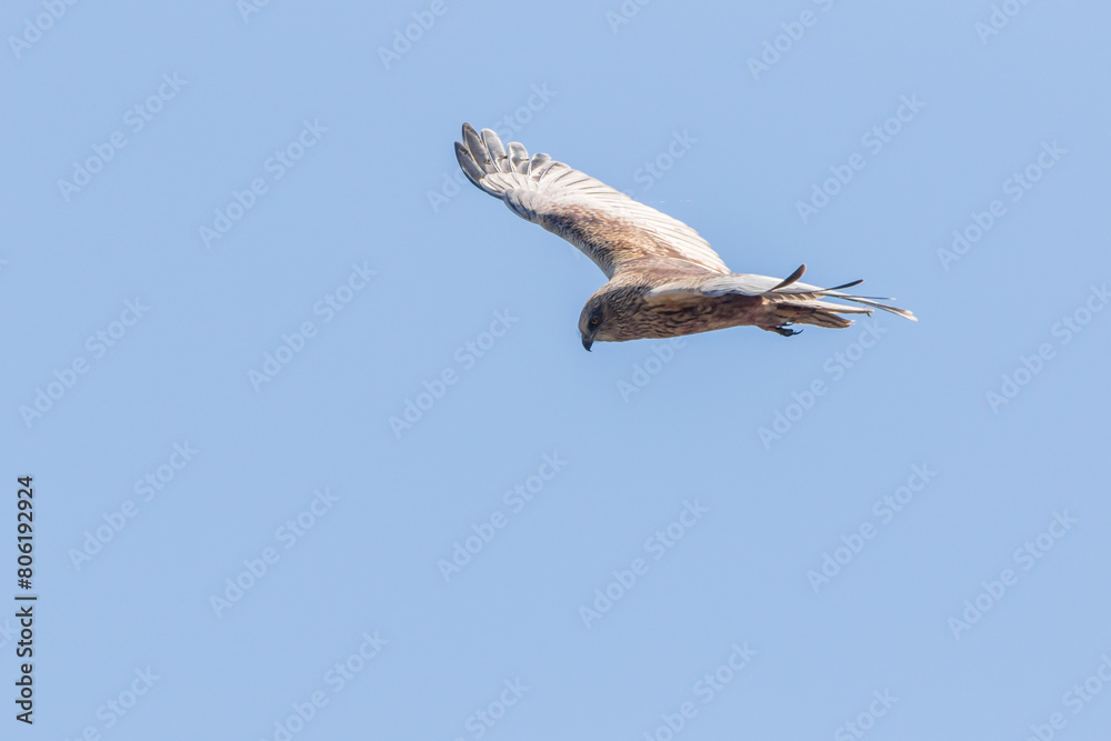 Eine Rohrweihe (Circus aeriginosus) im Flug