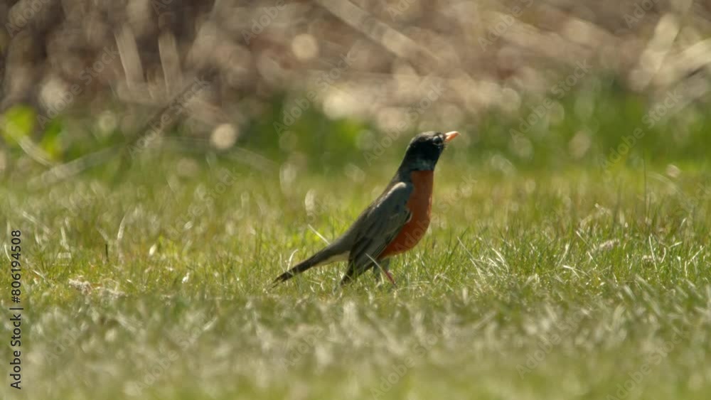 An American Robin walks on a green lawn on a sunny day from a tree in the ground. American robin turning his head, facing the camera and leaving the frame An American Robin walks on a green lawn on a sunny day from a tree in the ground. American robin turning his head, facing the camera and leaving the frame