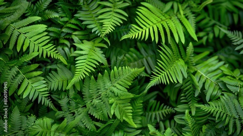 green fern leaf background