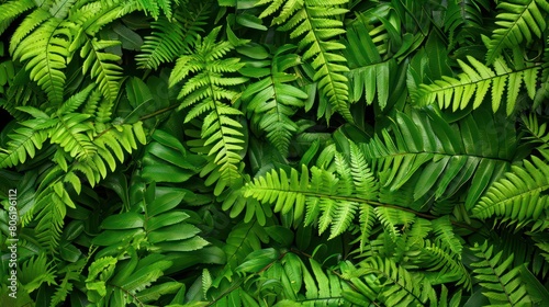 green fern leaf background