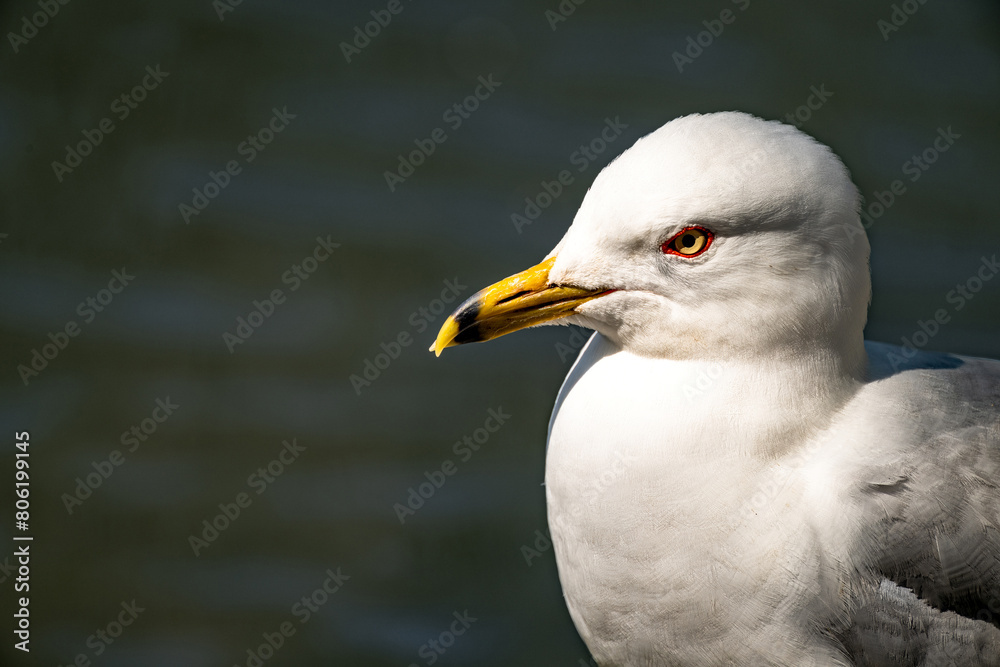 Close up of a seagull highlighting the eye Close up of a seagull highlighting the eye