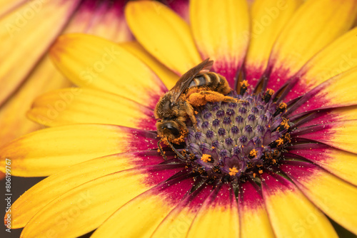 Wildbiene voller Blütenstaub an gelber Blüte makro