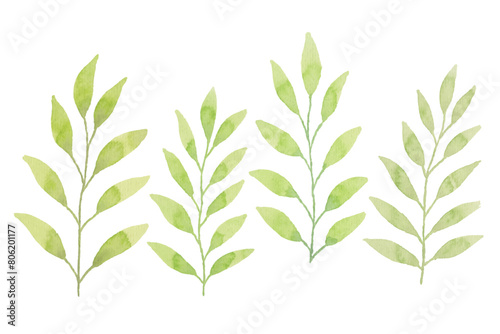Assortment of watercolor leaves illustration set - green leaf branches collection for wedding, greetings, stationary, wallpapers, fashion, background. olive, green leaves, Eucalyptus etc