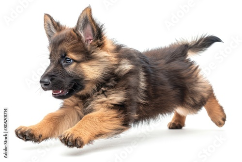 small dog, puppy jumping on white background