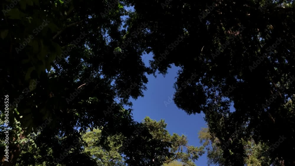 upward tracking shot captures the view of a green tree canopy against a blue sky