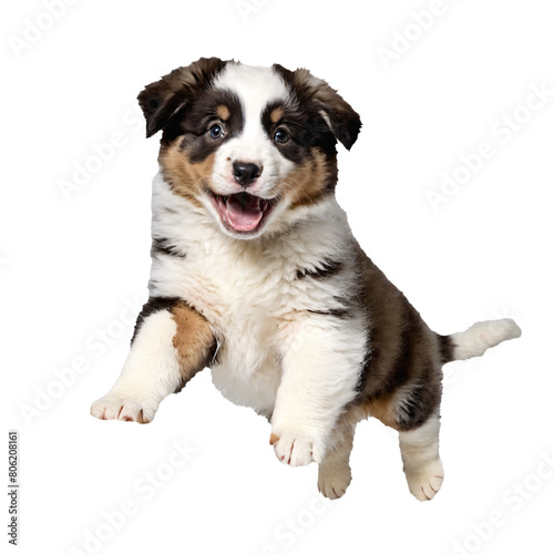australian shepherd dog puppy running and jumping isolated transparent