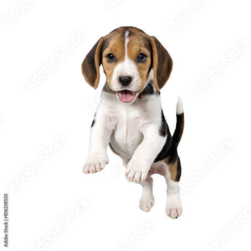 beagle dog puppy jumping and running isolated transparent