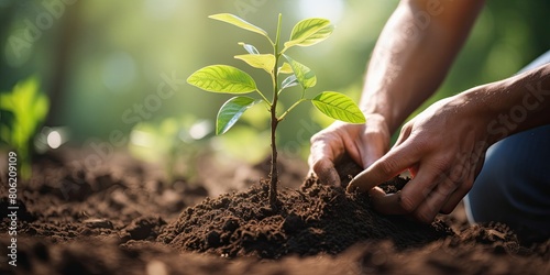 Growing Greener: Close-Up of Woman Planting Seedling, Symbolizing Commitment to Green Living