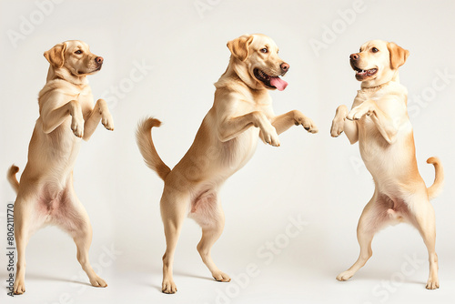  cute purebred Labrador retriever dog having fun and dancing