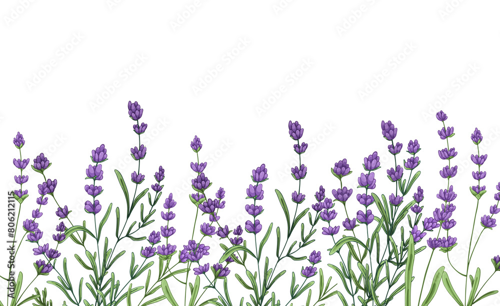 Obraz premium Lavender flowers border in watercolor on transparent background