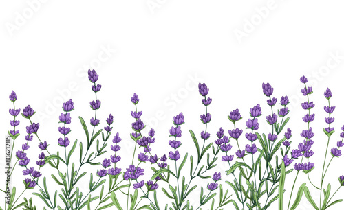Lavender flowers border in watercolor on transparent background
