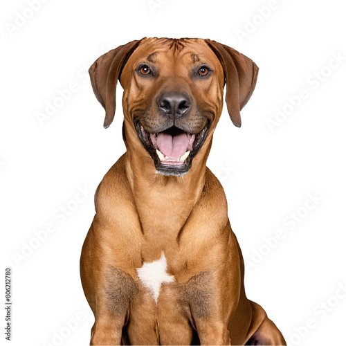 rhodesian ridgeback dog jumping and running isolated transparent