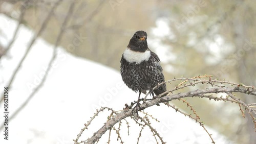  Collared blackbird, Turdus torquatus, merlo dal collare  photo