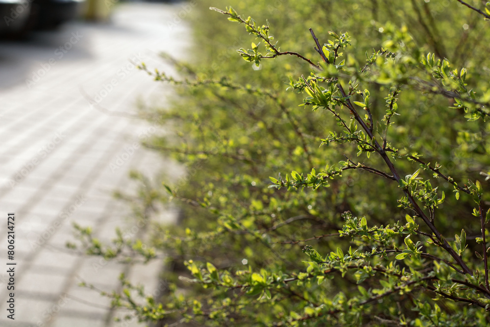 Fototapeta premium background, road, outdoor, horizontal, tree, foliage, park, nature, season, spring, springtime, green, leaf, landscape, environment, day, wood, sun, summer, plant