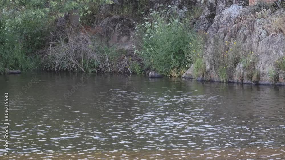 A herd of deer serenely enjoys by the river, immersing themselves in natural beauty. The gentle murmur of water and majestic rocks create a peaceful atmosphere, inviting to disconnect and contemplate A herd of deer serenely enjoys by the river, immersing themselves in natural beauty. The gentle murmur of water and majestic rocks create a peaceful atmosphere, inviting to disconnect and contemplate