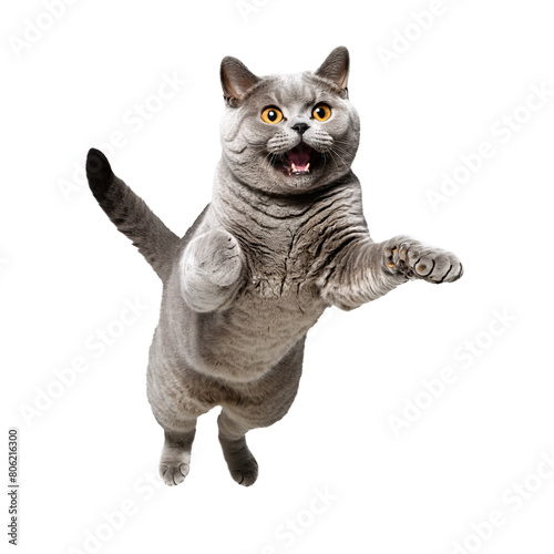 british shorthair cat running and jumping isolated transparent photo