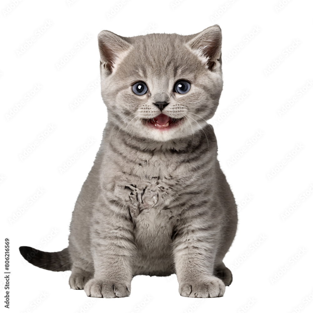 british shorthair cat kitten sitting isolated transparent photo british shorthair cat kitten sitting isolated transparent photo
