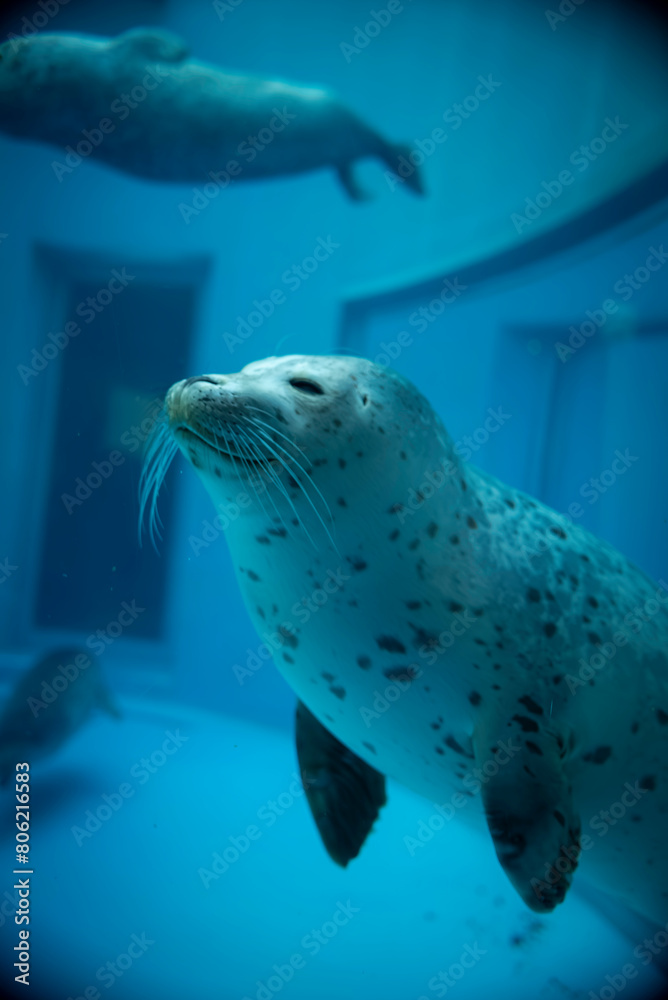 Obraz premium 水中で微笑むゴマアザラシ