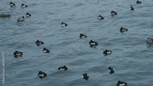 Group of Tufted Ducks and Mallards Resting on the Sea, Medium Shot photo