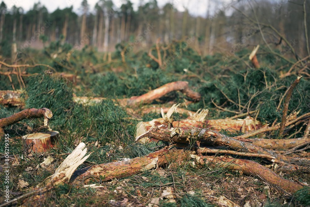 Stacked Pine Logs. Impact on European Evergreen Forests. Stacked Pine Logs. Impact on European Evergreen Forests.