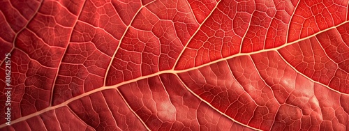 Texture of a red leaf macro pattern  textured natural background