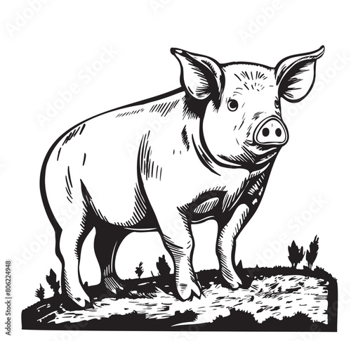 Pig vector engraving