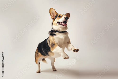 Portrait of cute small dog  Beagle standing on hind legs  dancing isolated over white background. Concept of domestic animal  pet friend  care  motion  vet. Copy space for ad  flyer