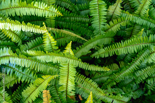 Abstract background of fresh ferns in garden. Beautiful ferns leaves green foliage natural floral fern background in sunlight. Pteridophyte or dryopteris fern. Common polypody (polypodium vulgare). photo