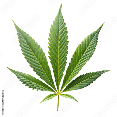 A detailed cannabis leaf against a transparent backdrop