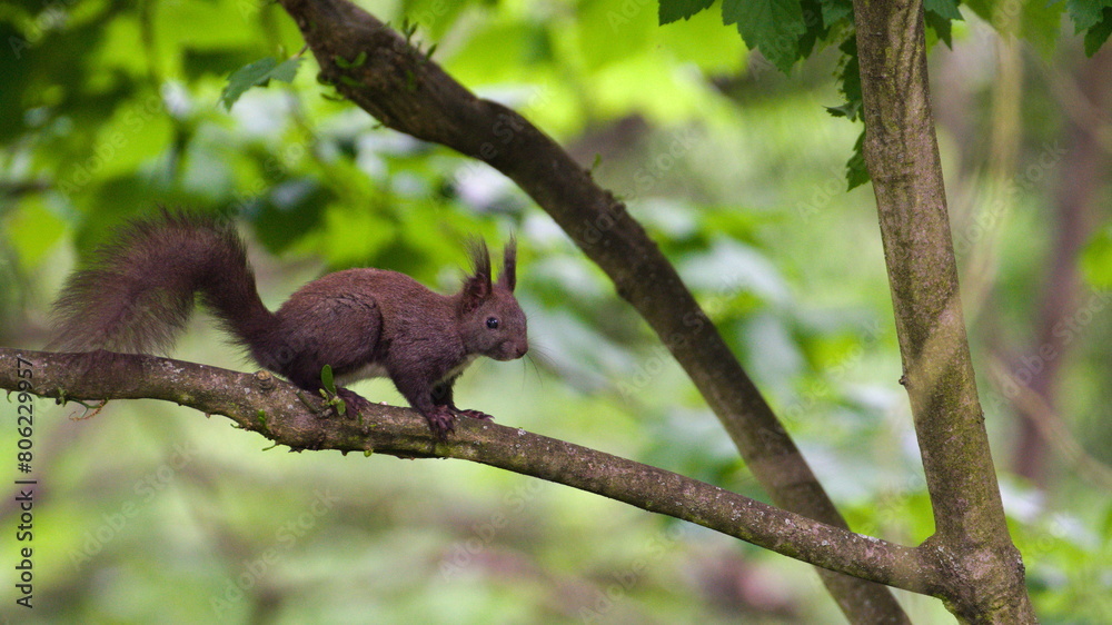 Sciurus vulgaris aka The red squirrel (black form) is climbing on the tree in springtime. Sciurus vulgaris aka The red squirrel (black form) is climbing on the tree in springtime.