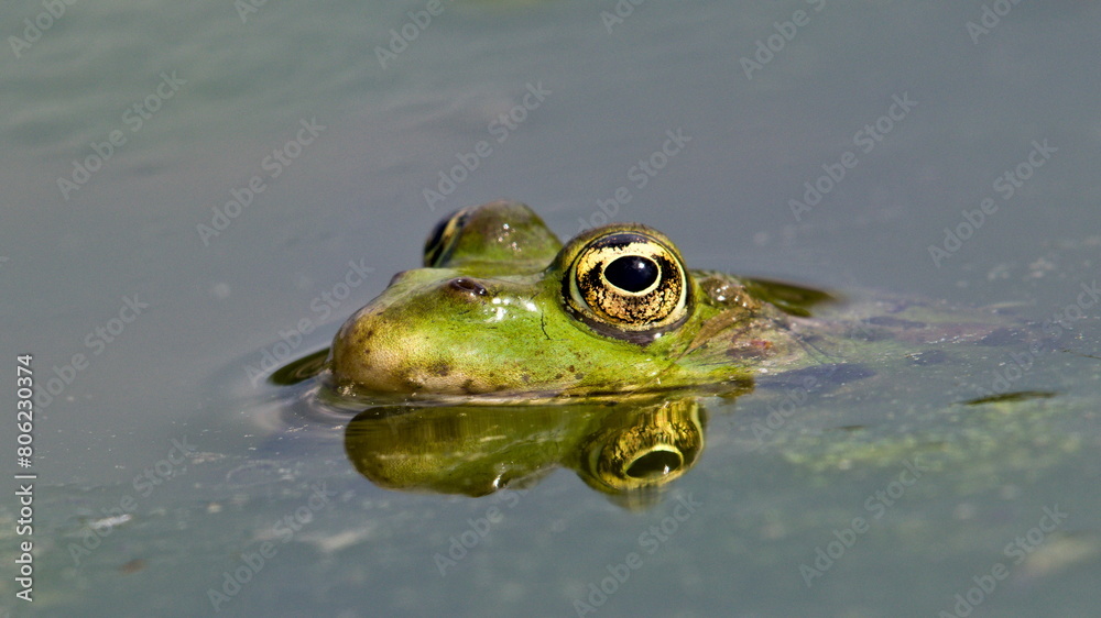 Pelophylax ridibundus aka European marsh frog. Reflection on the water surface. Pelophylax ridibundus aka European marsh frog. Reflection on the water surface.