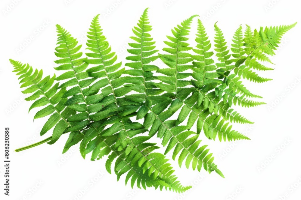 A detailed close-up of a vibrant green fern in full bloom, captured in an illustration.