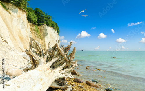Fototapeta Naklejka Na Ścianę i Meble -  Chalk coast in the Jasmund National Park on the German island of Rügen