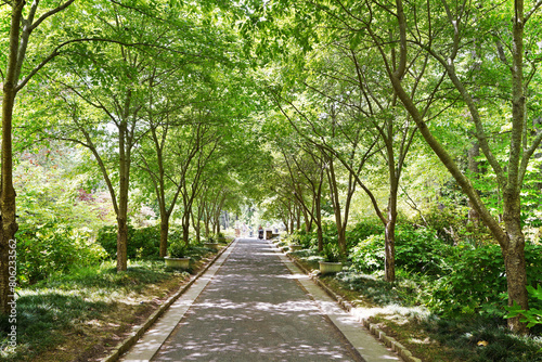 A trail leads under the tree canopy at Duke Gardens in Durham NC