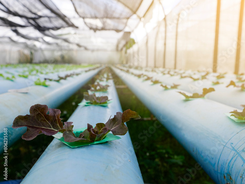 The hydroponic vegetable farming