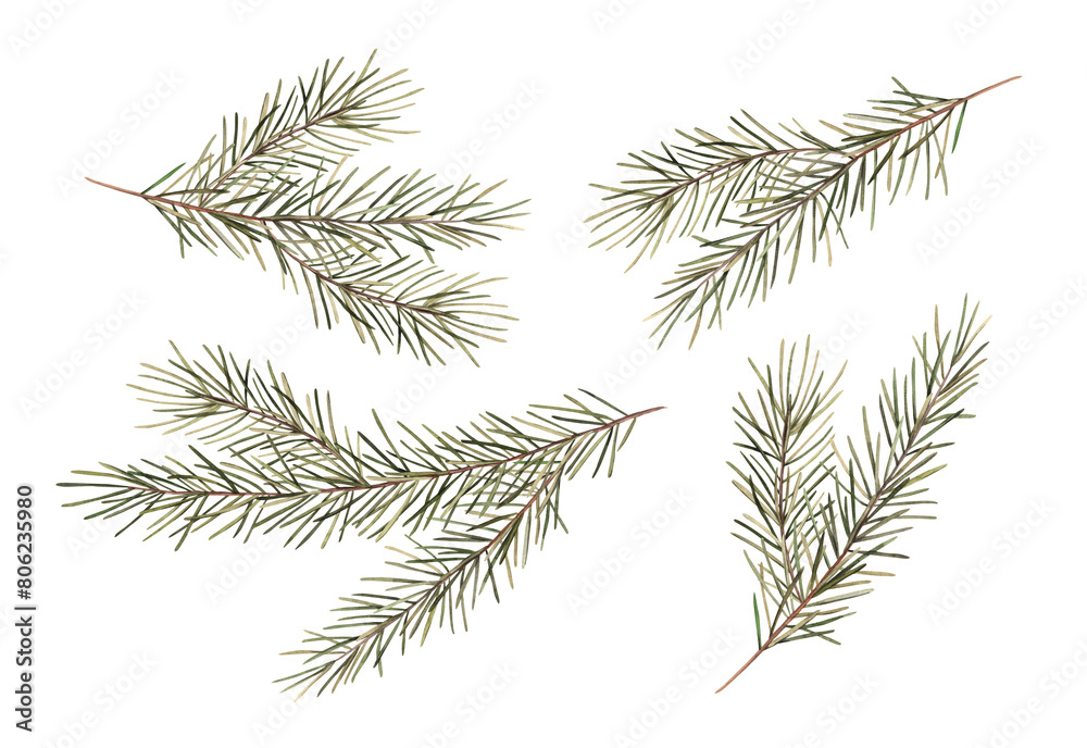 Naklejka premium Fir branches, Christmas set of watercolor botanical illustrations. Hand drawn illustration on isolated background. Drawing for Christmas and New Year holidays 2025, invitations, cards, wrapping paper.