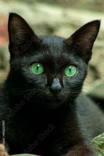 black cat portrait (ID: 806235967)