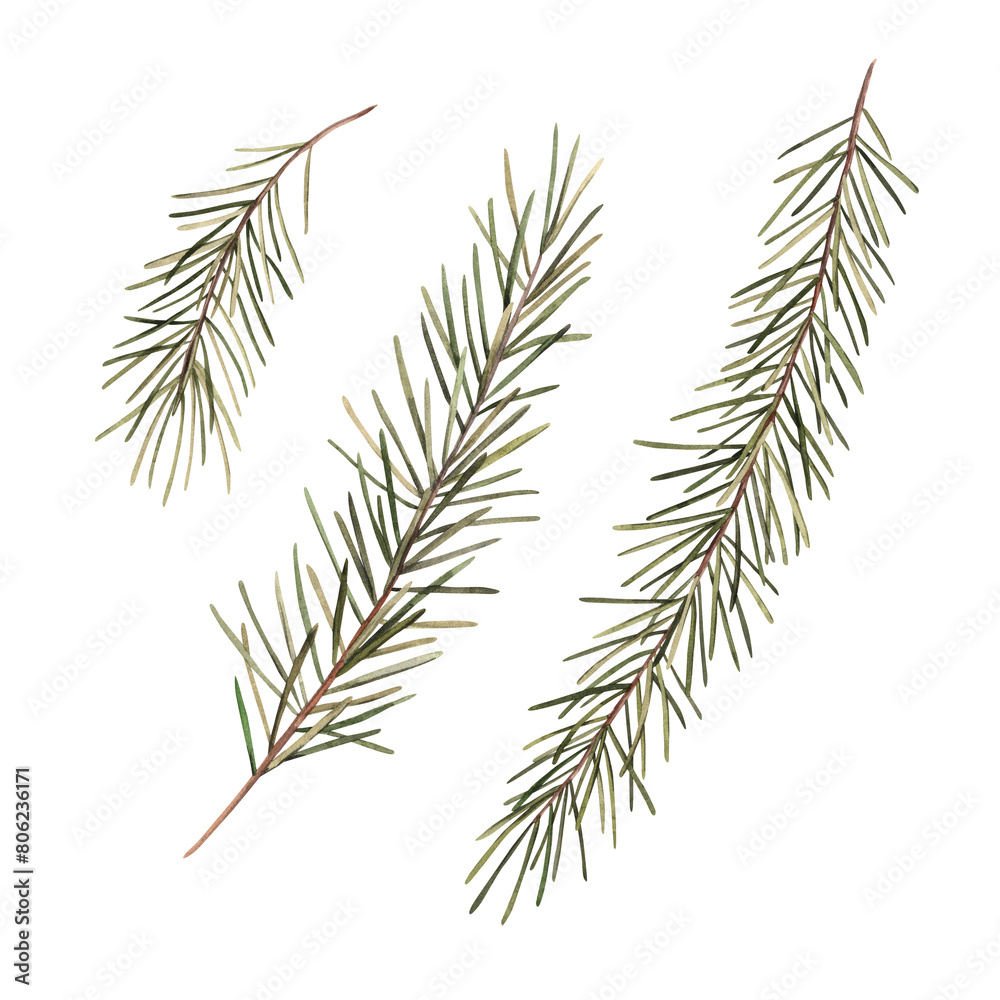Fir branches, Christmas set of watercolor botanical illustrations. Hand drawn illustration on isolated background. Drawing for Christmas and New Year holidays 2025, invitations, cards, wrapping paper Fir branches, Christmas set of watercolor botanical illustrations. Hand drawn illustration on isolated background. Drawing for Christmas and New Year holidays 2025, invitations, cards, wrapping paper