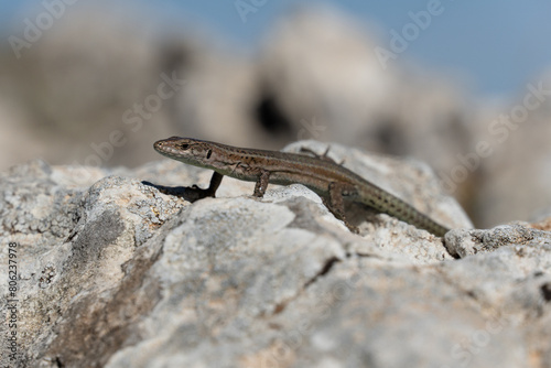 lizard on a rock