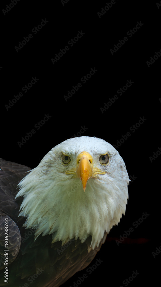 Fototapeta premium portrait of a eagle