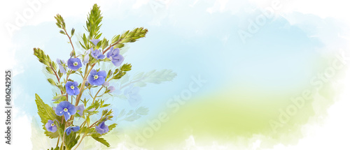 Blue field flowers of delphinium isolated on pastel watercolor background, wildflowers. Horizontal banner with copy space. Place for a text. Spring card