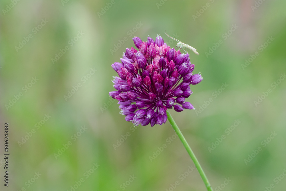 Wild onions are blooming, inflorescence. Wild flowers in the spring. Round onion (Allium rotundum) is a perennial bulbous plant. Wild onions are blooming, inflorescence. Wild flowers in the spring. Round onion (Allium rotundum) is a perennial bulbous plant.