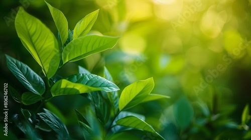 Close-up of Tea Leaves in Sunlight on green bokeh background