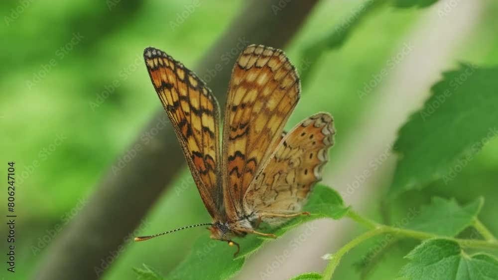 Orange butterfly on green background, macro shot with soft focus. Beautiful nature spring view, 4k Orange butterfly on green background, macro shot with soft focus. Beautiful nature spring view, 4k