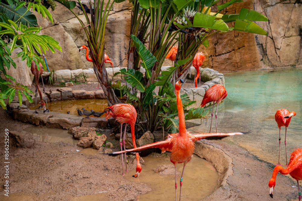 Φωτογραφία Flamingos or flamingoes a type of wading bird in the Phoenicopteridae family, Im