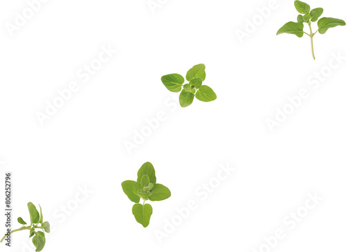 falling oregano leaves