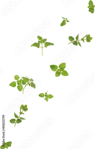falling oregano leaves