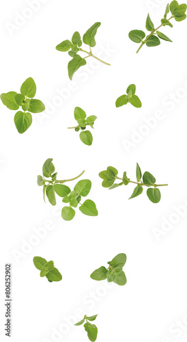 flying oregano leaves