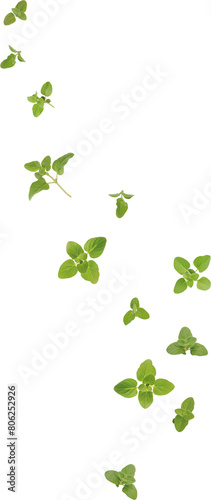 oregano leaves